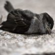 Найти мертвую птицу — к нездоровью