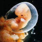 сон эмбрион