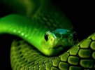 К чему снится змея зеленая