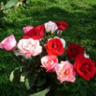 розы разных цветов