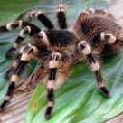 К чему снится паук тарантул в доме