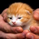 рыжий котенок на руках