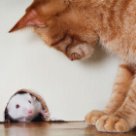 К чему снится крыса и кошка
