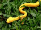 жёлтая змея